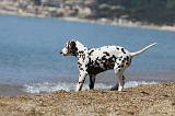 DALMATIEN 211